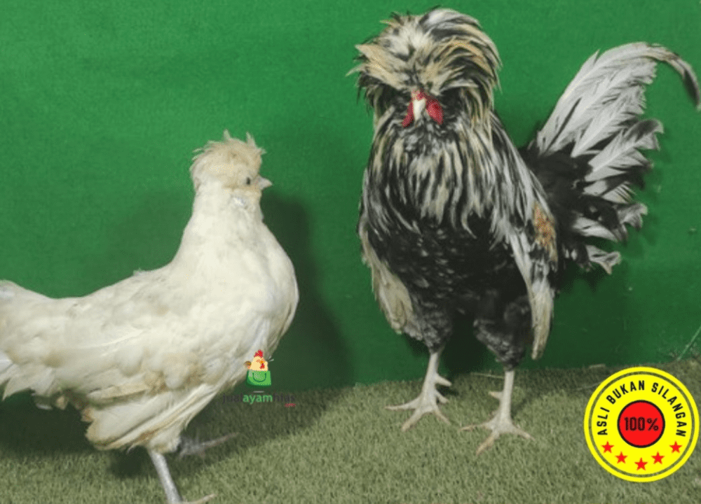 Harga Jual Ayam Poland Terbaru 2025: Dari Bibit hingga Dewasa Siap Ternak