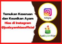 Temukan Keseruan dan Keunikan Ayam Hias di Instagram @jualayamhiasofficial