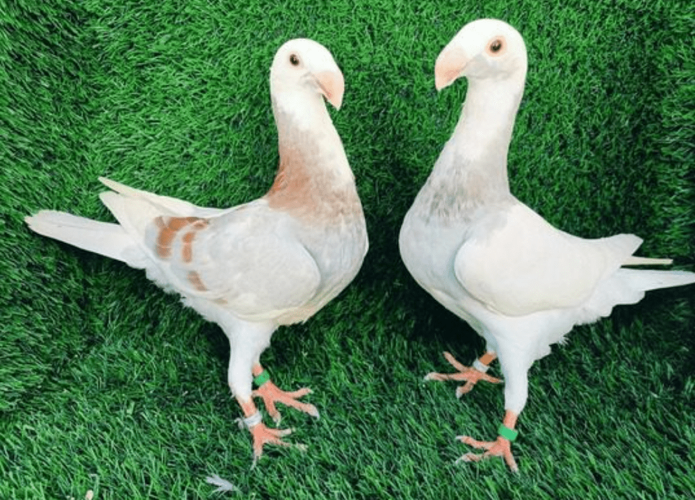 Jual Merpati GBH (German Beauty Homer): Pilihan Tepat untuk Hiasan dan Kontes