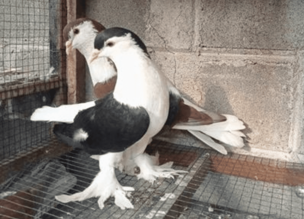 Jual Merpati Lahore: Keindahan Burung Elegan Asal Pakistan dengan Bulu Menawan