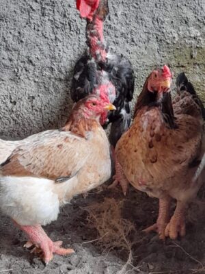 Ayam kaki naga