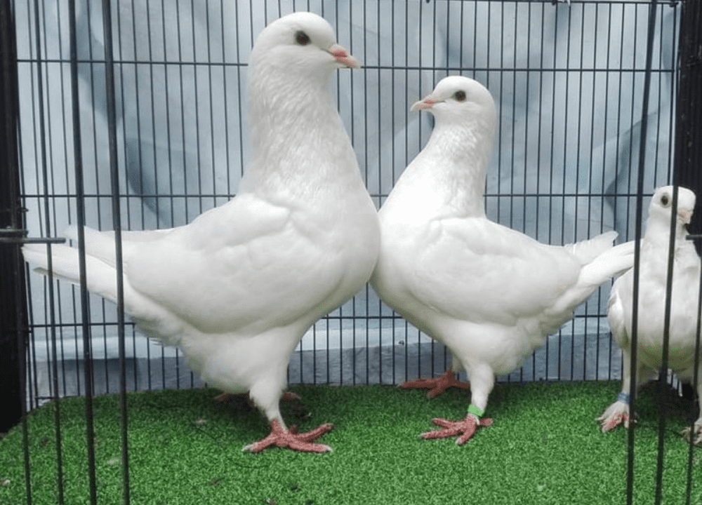 Jual Merpati King Jumbo: Penampilan Gagah, Harga Bersahabat!