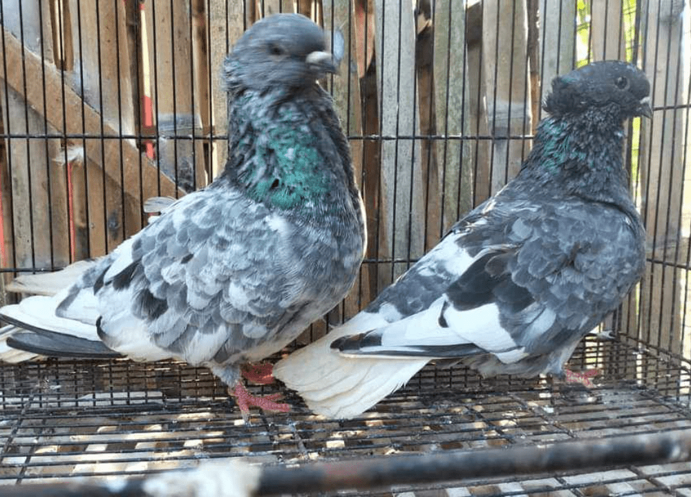 Jual Merpati Brongsong, Pilihan Tepat buat Koleksi di Rumah