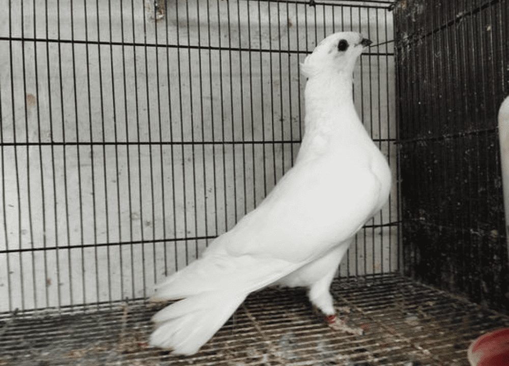 Jual Merpati Kucir Burung Hias Cantik Asli Indonesia yang Langka Jual Merpati Kucir Burung Hias Cantik Asli Indonesia yang Langka