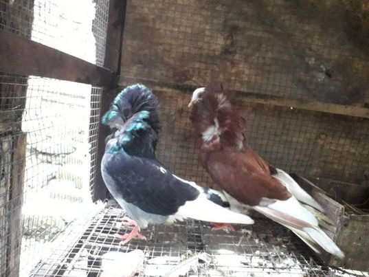 Burung berdiri dengan anggun, menyoroti postur tubuhnya yang megah dan menawan, siap menjadi pusat perhatian di setiap koleksi I image 3