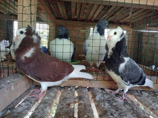 Merpati Capucin dengan bulu bloroknya yang menawan, menampilkan keindahan warna yang memukau dan harmonis I image 1