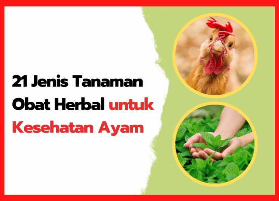 Ampuh! 21 Tanaman Obat Herbal untuk Menjaga Kesehatan Ayam