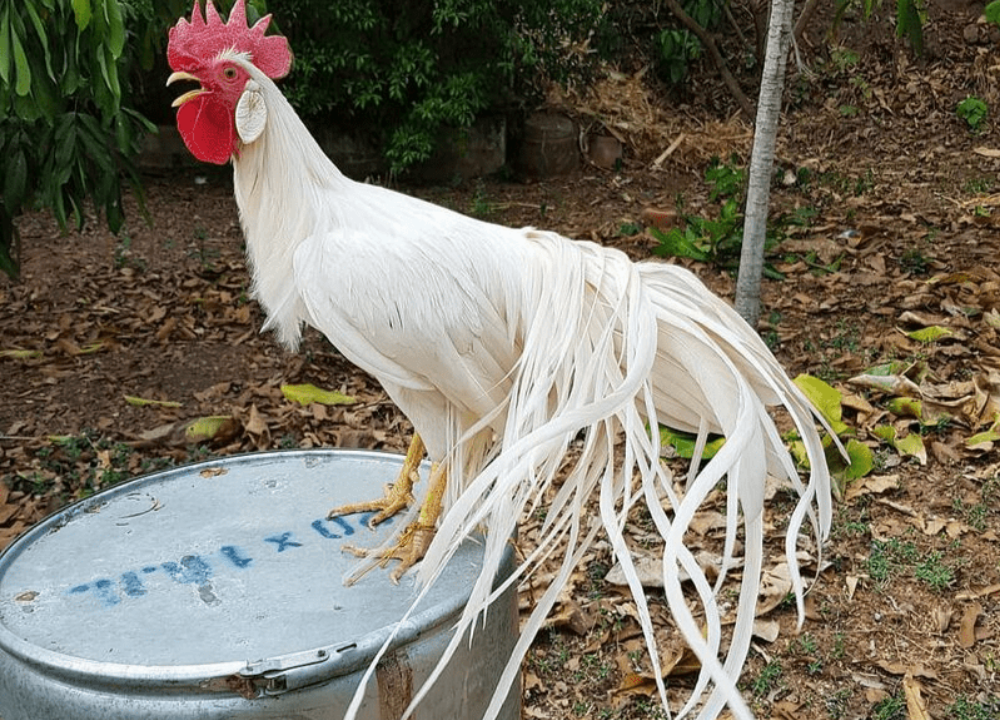 3 Cara Merawat Ayam Onagadori yang Baik dan Benar