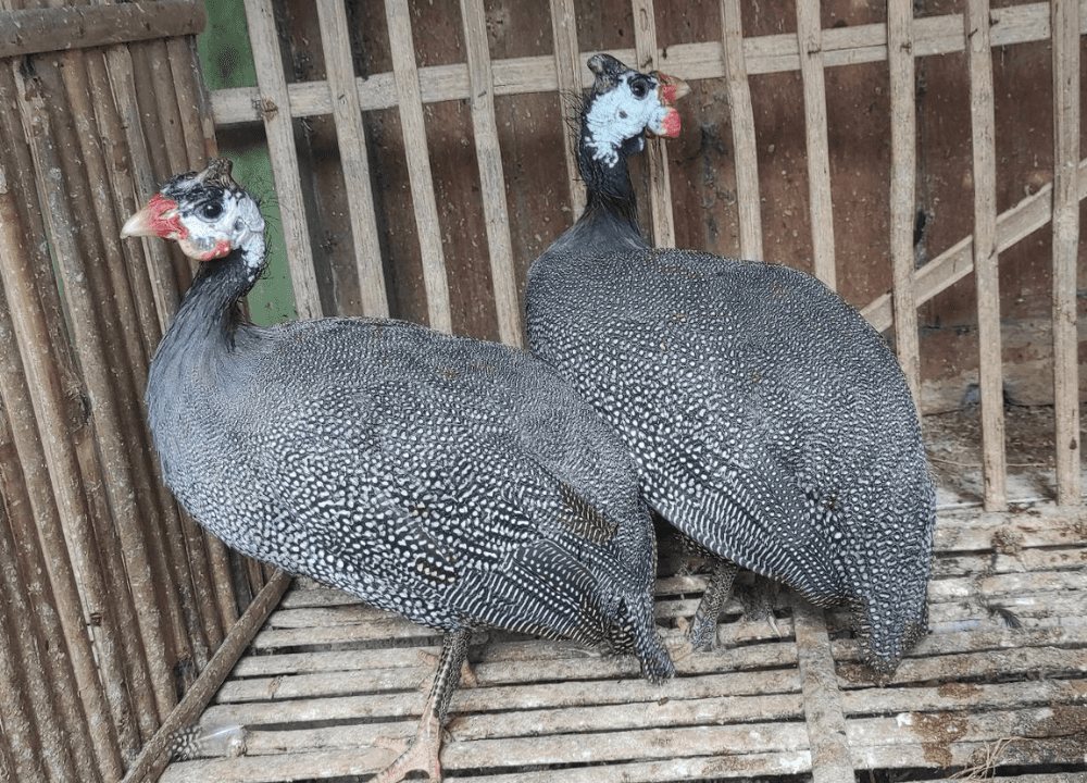 6 Cara Mudah Budidaya dan Ternak Ayam Mutiara Hias