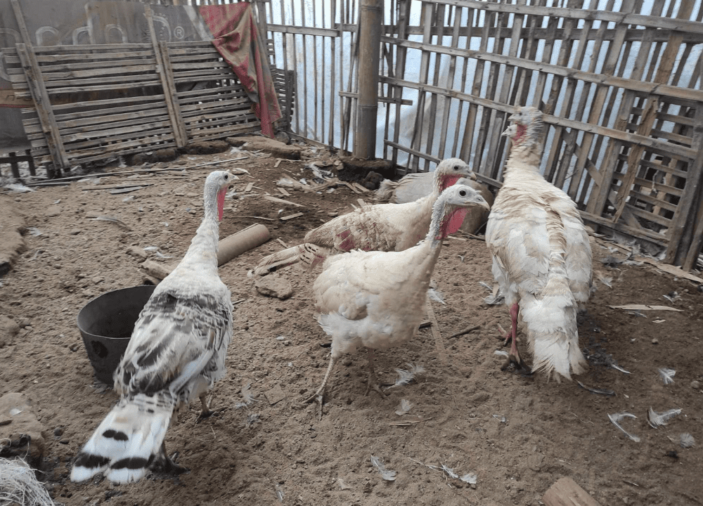 6 Hal Penting Ternak Ayam Kalkun yang Baik
