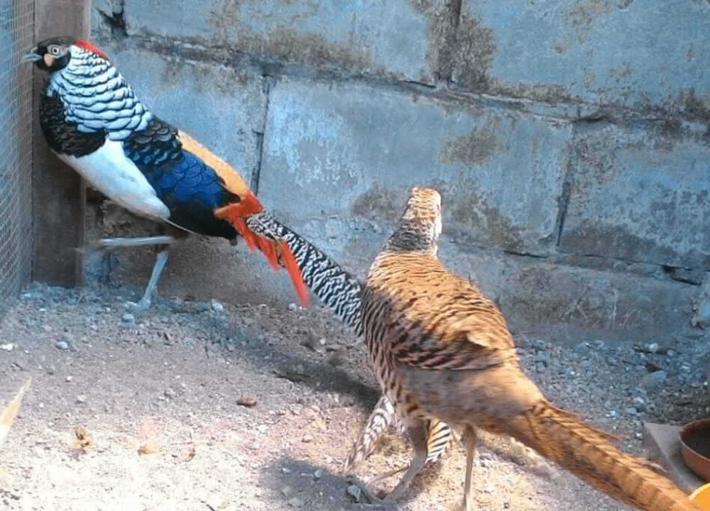 7 Tips Mengembangkan Peluang Usaha Ternak Ayam Lady Amhers Pheasant