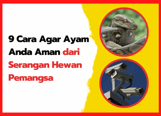 9 Cara Agar Ayam Anda Aman dari Serangan Hewan Pemangsa