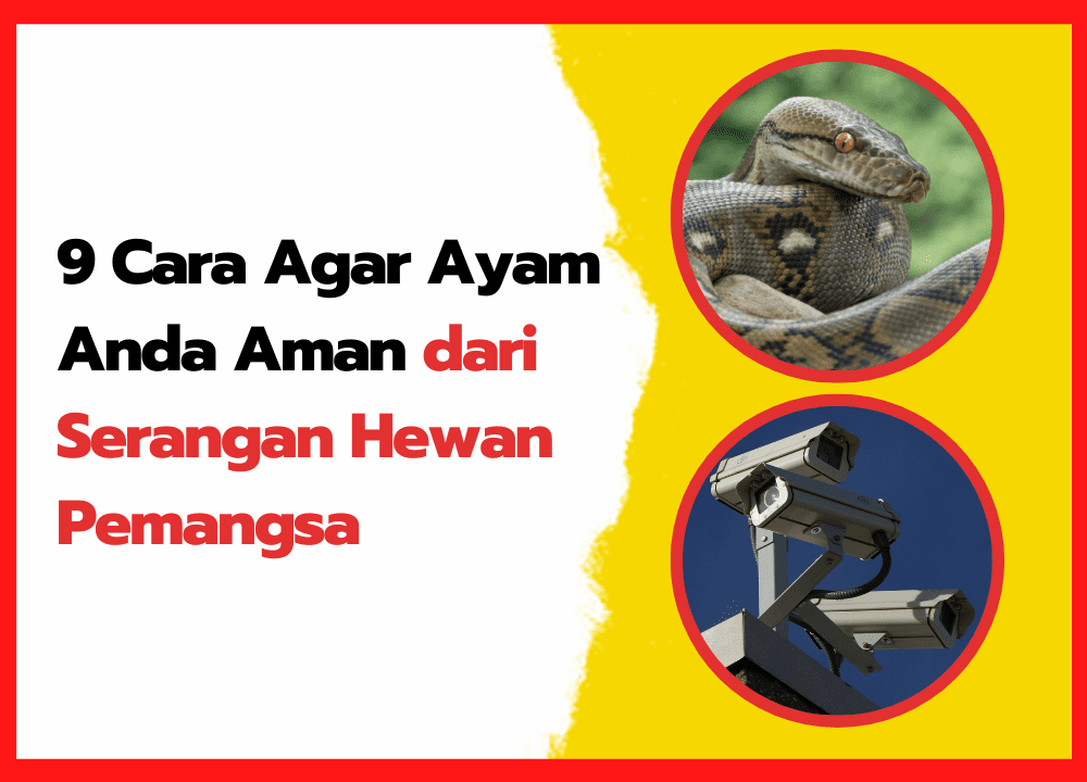 9 Cara Agar Ayam Anda Aman dari Serangan Hewan Pemangsa