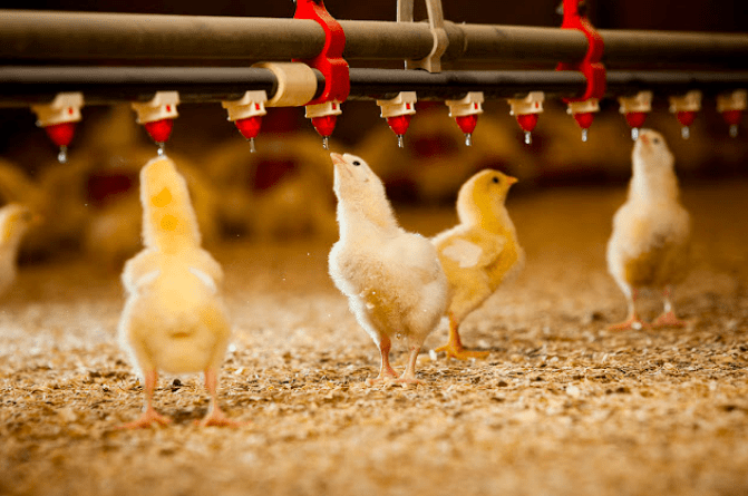 Pemberian obat atau vitamin untuk ayam dapat diberikan lewat air minum
