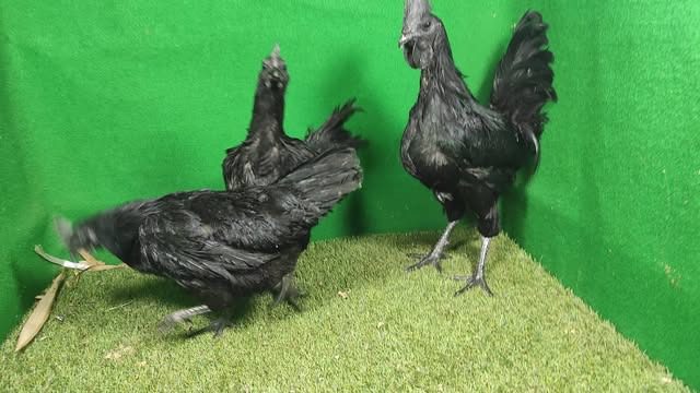 Ayam Cemani dengan warna hitam pekat yang menawan simbol keunikan genetik dan keindahan khas Indonesia, dikenal dengan variasi lidah dari hitam hingga abu-abu keunguan.