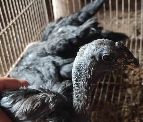 Ayam Cemani hitam legam dari bulu hingga tulang.