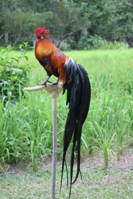 Ayam Onagadori saat ini sudah banyak dikembangkan di beberapa peternakan yang ada di Indonesia