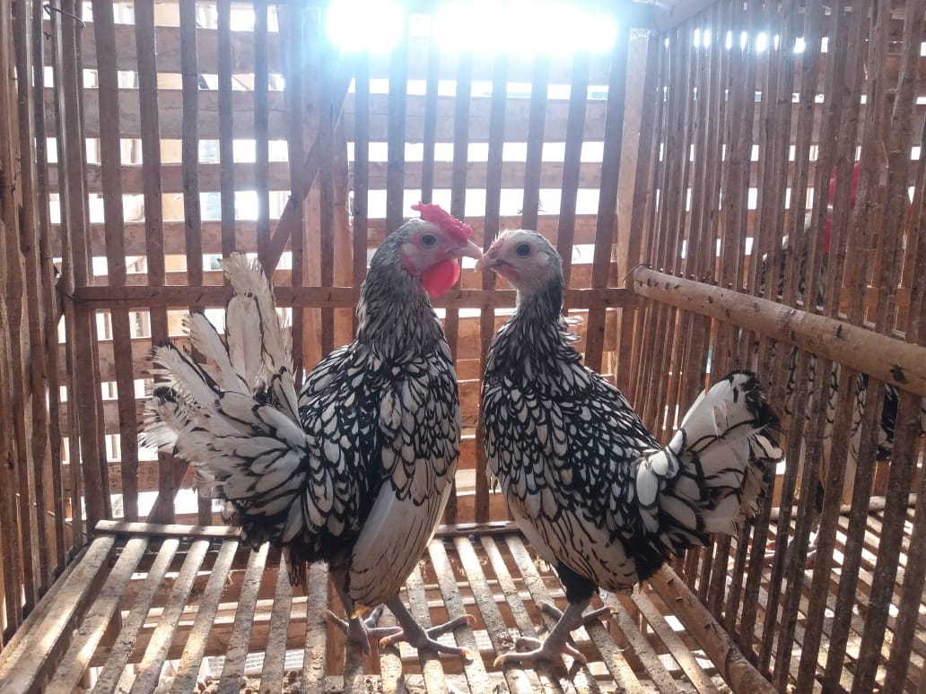 Ayam batik merupakan ayam hias yang memiliki keunikan pada motif bulunya yg berbentuk menyerupai batik