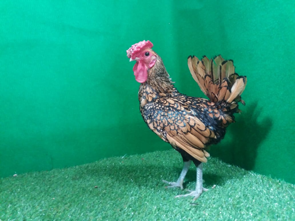 Pemberian pakan yang berkualitas dan bergizi seimbang akan meningkatkan kesehatan sehingga meningkatkan produksi telur ayam barik
