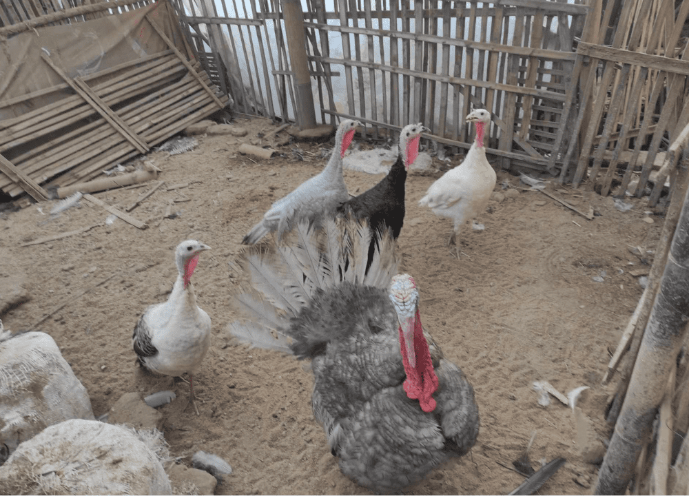 Berbagai jenis ayam kalkun