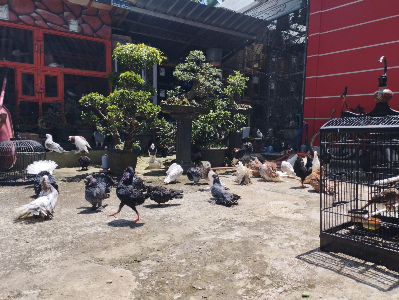 Burung merpati terdiri dari berbagai jenis dan warna maka tidak salah jika peminat burung merpati akan semakin tinggi di setiap saat