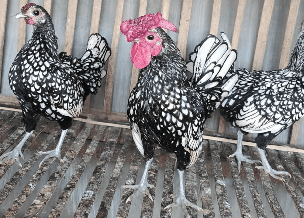 Cara Ternak Ayam Batik Agar Produktivitas Telur Tinggi