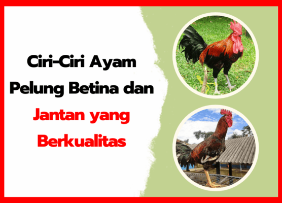 Ciri-Ciri Ayam Pelung Betina dan Jantan yang Berkualitas