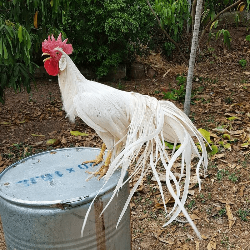 Ciri khas dari ayam onagadori yaitu ekornya panjang dan ikal
