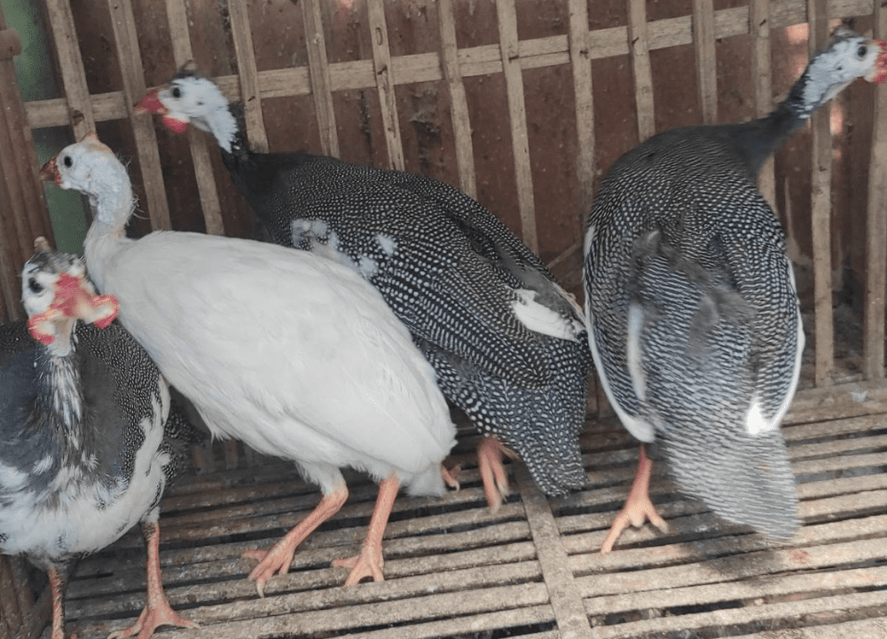 Jenis-jenis Ayam Mutiara yang Paling Populer