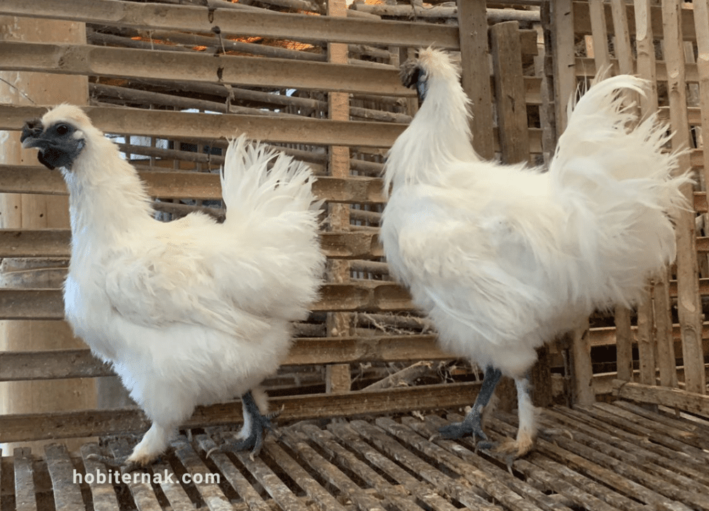 Jenis-jenis Pakan Ayam Kapas yang Berkualitas