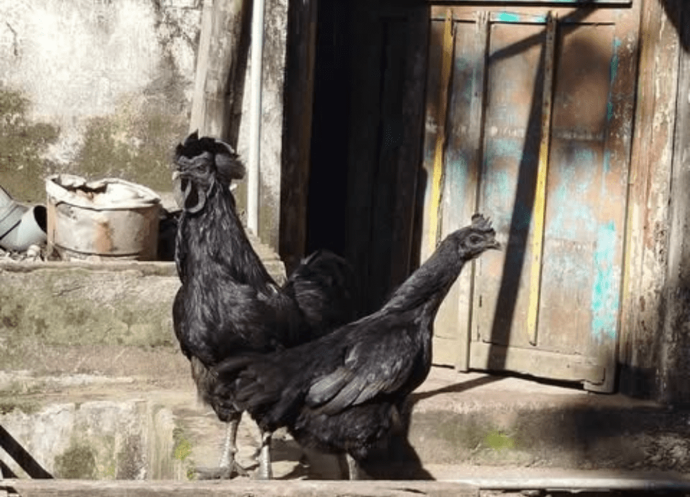 Keindahan dan Keunikan Ayam Cemani Hitam yang Menawan