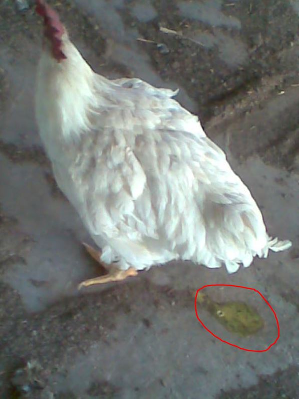 Salah satu contok ayam yang terkena penyakit kolera akan mengeluarkan kotoran atau berak berwarna hijau
