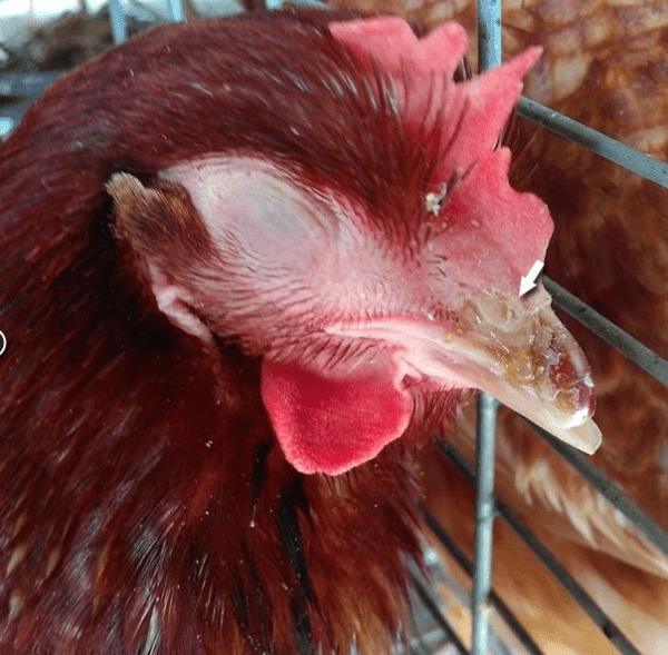 Keluarnya lendir dari hidung juga menandakan bahwa ayam tersebut terkena penyakit Snot 