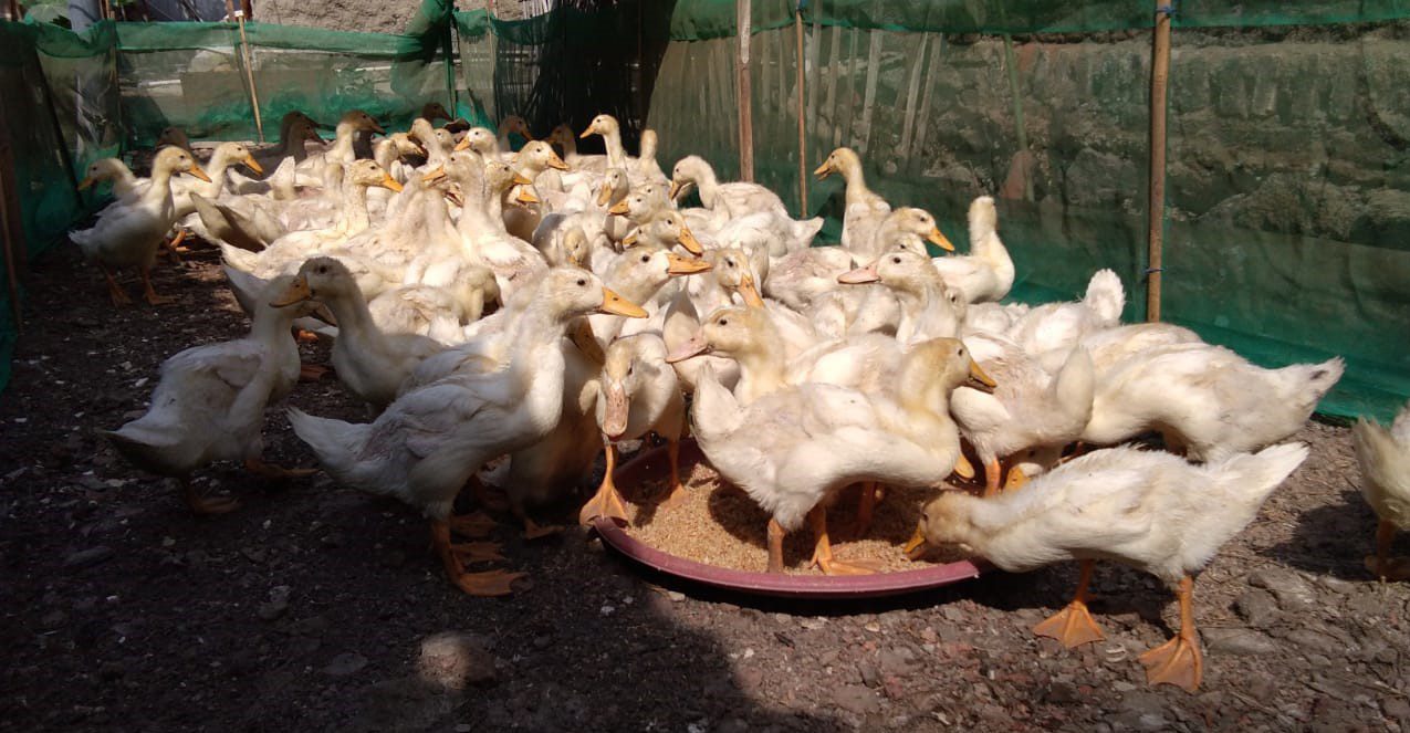 Fakta Unik Bebek Peking: Lebih dari Sekadar Unggas Pedaging Biasa!