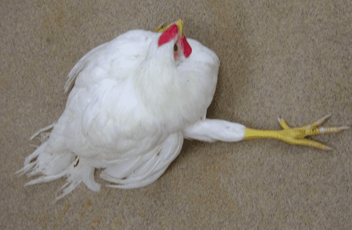 Agar ayam yang kita ternakan tidak terkena penyakit marek, maka kita perlu melakukan vaksinasi dini pada ayam