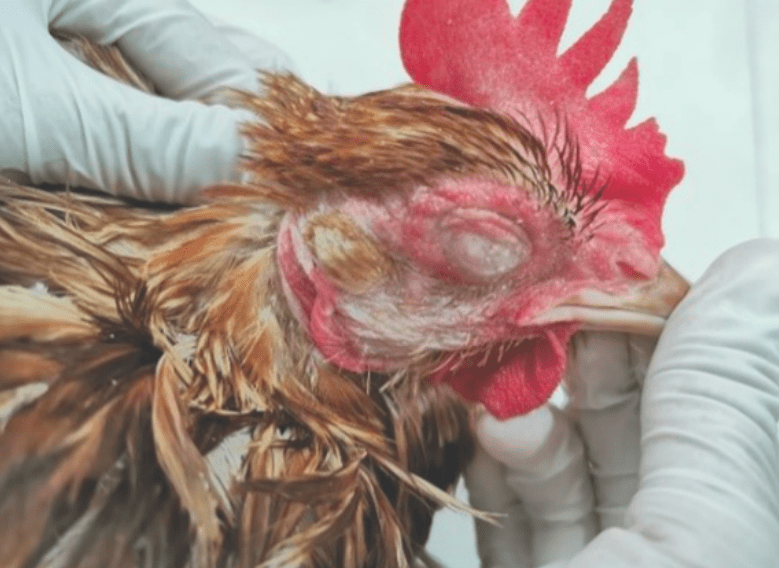 alah satu jenis ayam yang terkena penyakit snot, lihat pada ciri wajah