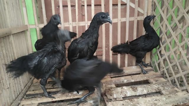 Sama dengan anggota tubuh lainnya, kaki Ayam Cemani pun juga berwarna hitam