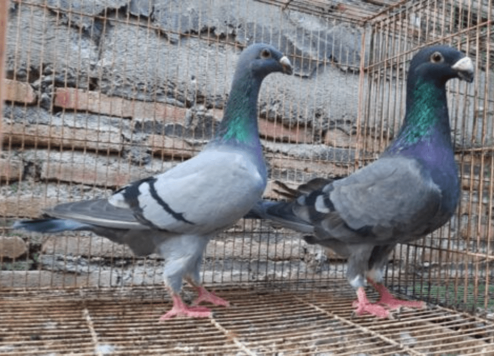 Simak 5 Manfaat Burung Merpati yang Tidak Banyak Diketahui Simak 5 Manfaat Burung Merpati yang Tidak Banyak Diketahui