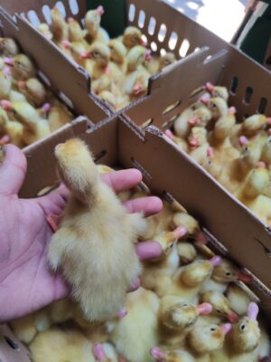 Sebelum membeli dod bebek peking tentunya kita perlu mengetahui dod tersebut berkualitas atau tidak. Di jualayamhias.com Anda bisa mendapatkan dod bebek berkualitas dengan pengiriman yang aman