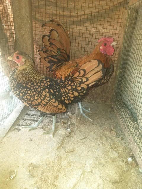 Agar produksi telur meningkat usahakan agar ayam batik tidak stress