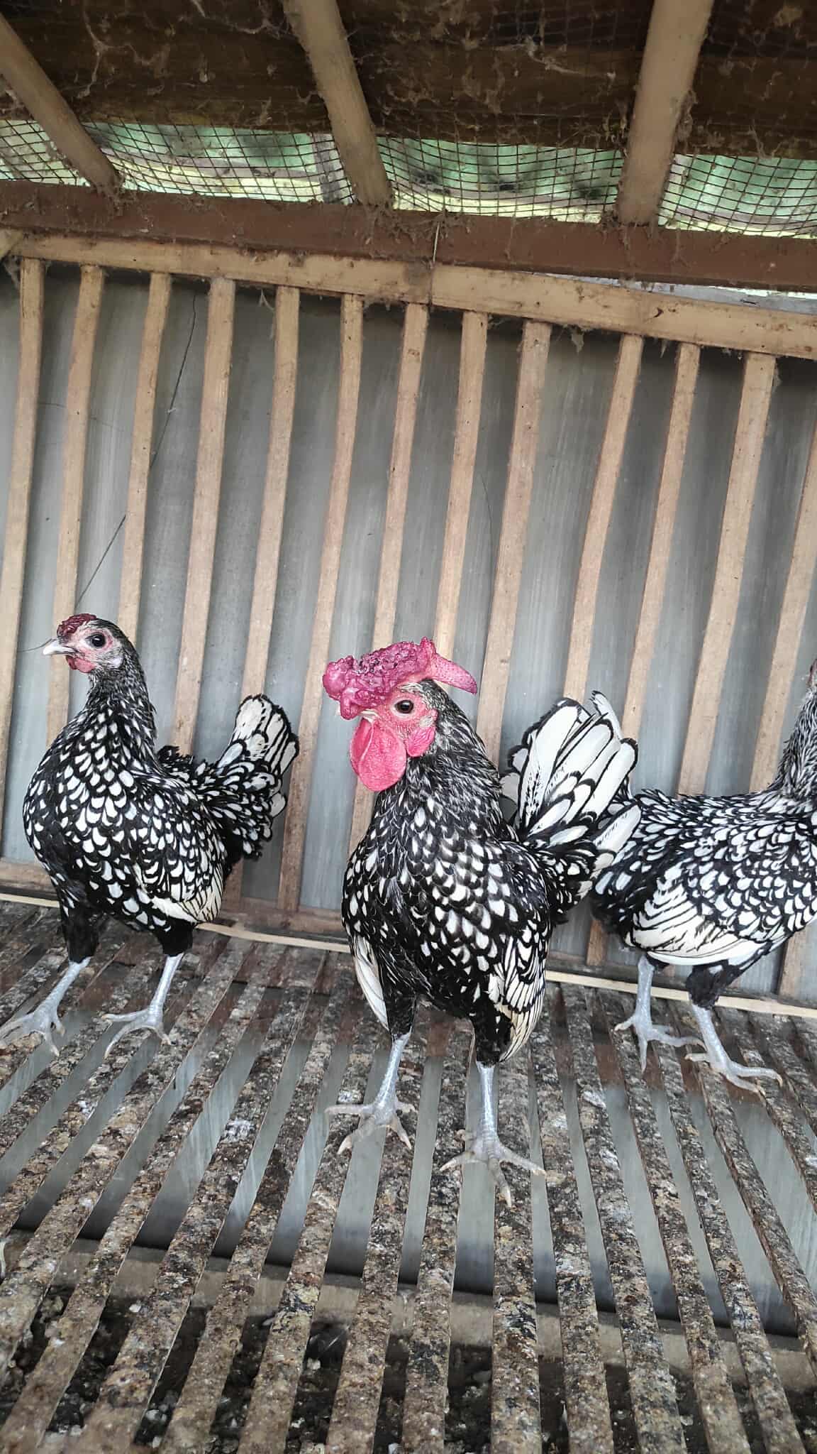 Tips agar produktifitas telur ayam batik tetap tinggi yakni dengan selalu menjaga kesehatan ayam