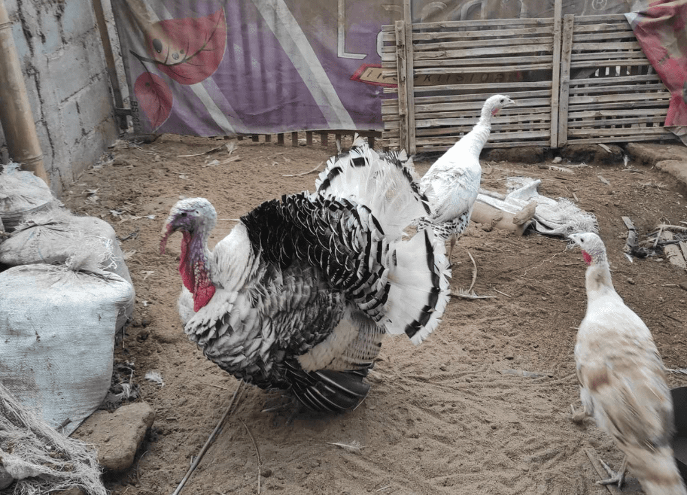 kandang yang bersih merupakan salah satu faktor penting untuk kesehatan ayam kalkun