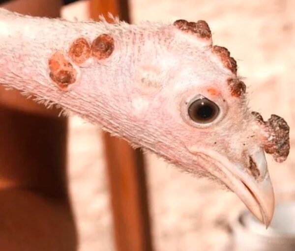 Ayam yang sudah terserang penyakit fox dengan tanda adanya benjolan-benjolan pada bagian jengger dan wajah