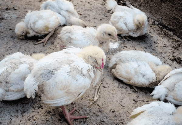 Salah satu tanda atau cir-ciri ayam terkena penyakit gumboro yakni nafsu makan ayam menjadi menurun