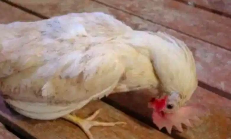 Salah satu dari ciri-ciri ayam terkenal penyakit tetelo yakni kepala ayam yang seperti tepelintir kebawah