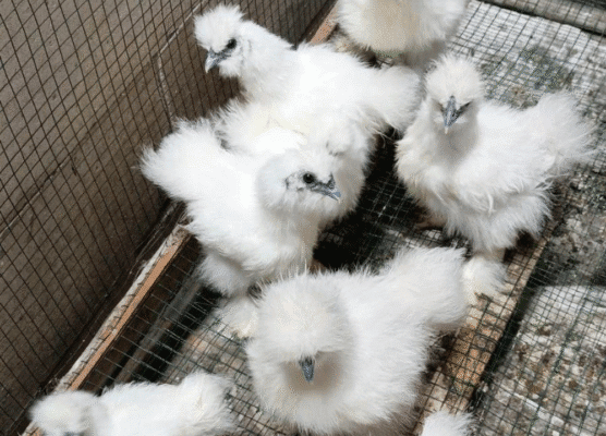 3 Tahapan Pemberian Pakan Ayam American Silkie yang Benar