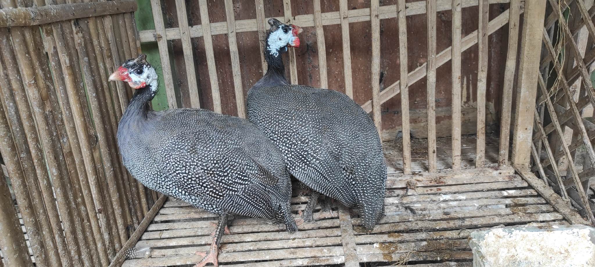 Ayam Mutiara dengan corak bulu khasnya, tidak hanya cantik sebagai hiasan tetapi juga bernilai tinggi untuk daging dan telurnya. | image 1