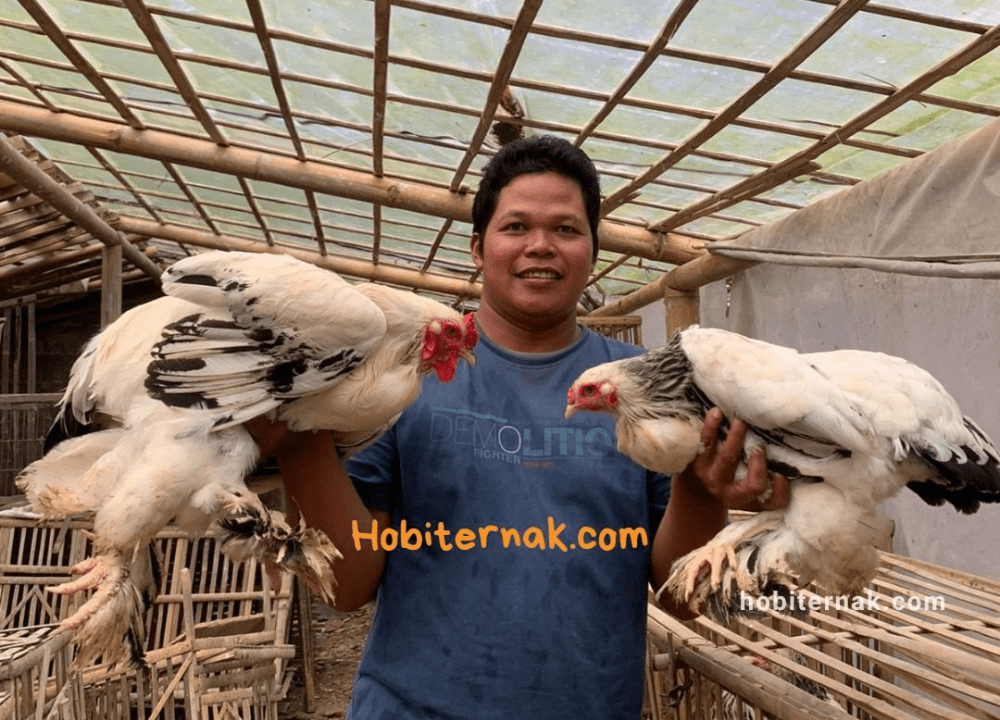 5 Cara Mudah Ternak Ayam Brahma agar Sukses