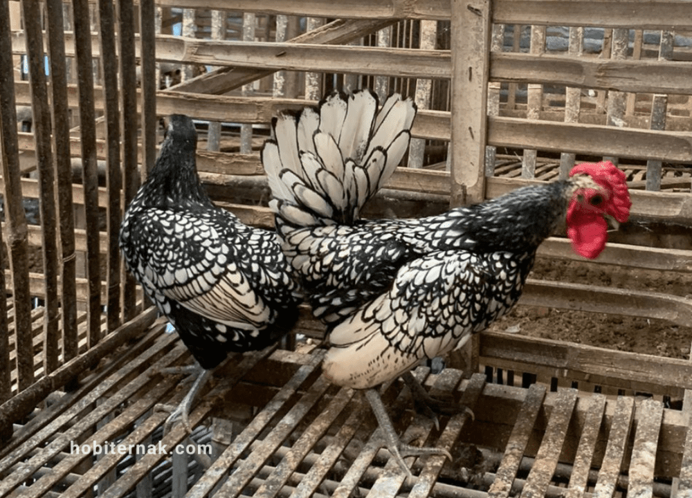 Apa itu Ayam Batik ? Yuk Kenali Ciri-Cirinya