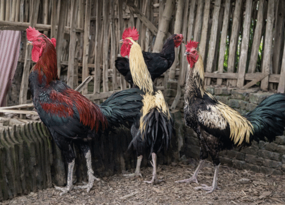 Banjir Peminat Inilah Daftar Harga Ayam Pelung Terbaru
